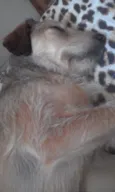 Mel
