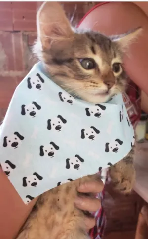 Gato raça SRD idade 2 a 6 meses nome Tito