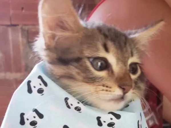 Gato ra a SRD idade 2 a 6 meses nome Tito