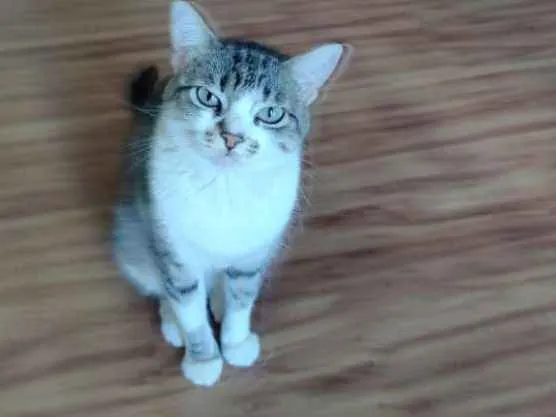 Gato ra a  idade 3 anos nome Mia
