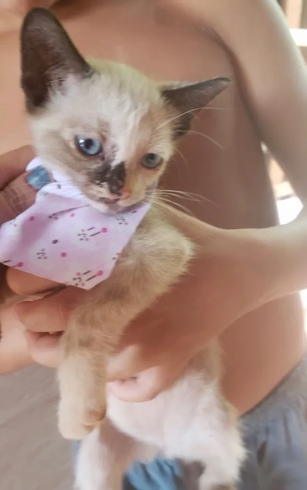 Gato ra a SRD idade 2 a 6 meses nome Eva 