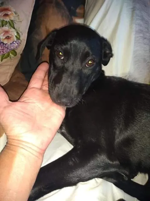 Cachorro ra a SRD idade 7 a 11 meses nome Princesa