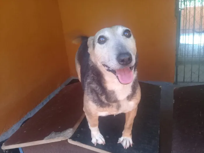 Cachorro ra a SRD idade 5 anos nome Brenda