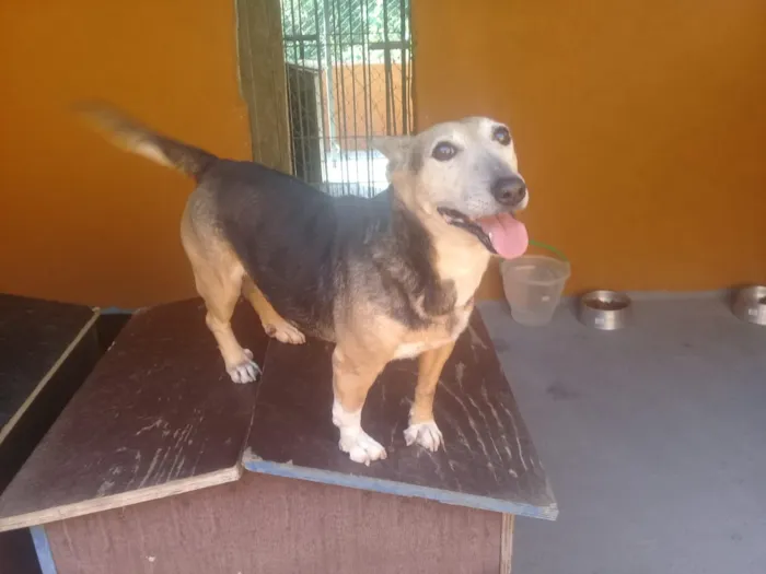 Cachorro ra a SRD idade 5 anos nome Brenda
