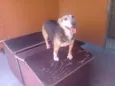 Brenda