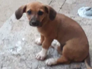 Cachorro raça Vira-lata idade 2 a 6 meses nome Nick