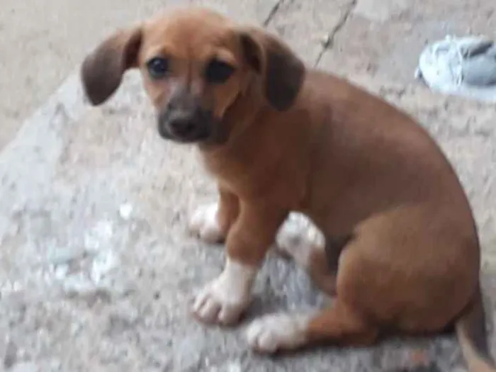 Cachorro ra a Vira-lata idade 2 a 6 meses nome Nick