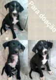 Pretinha