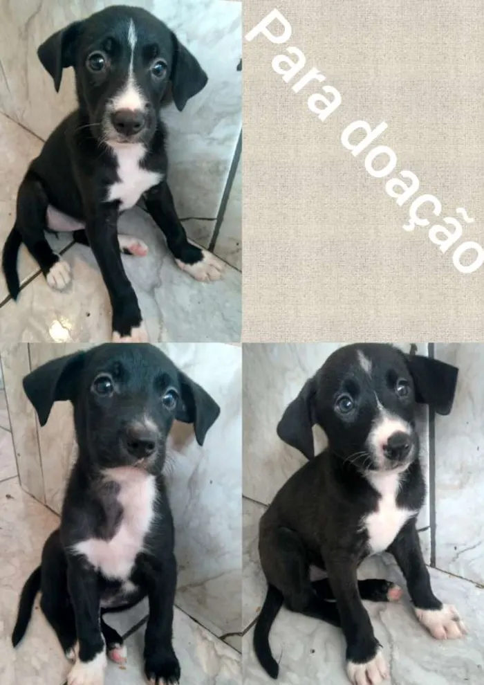 Cachorro raça Vira lata idade Abaixo de 2 meses nome Pretinha