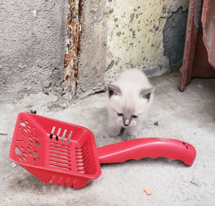 Gato ra a Sem raça definida  idade Abaixo de 2 meses nome Sem nome