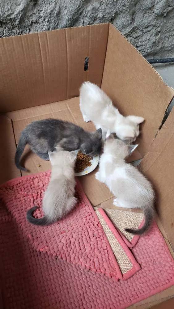 Gato ra a Sem raça definida  idade Abaixo de 2 meses nome Sem nome