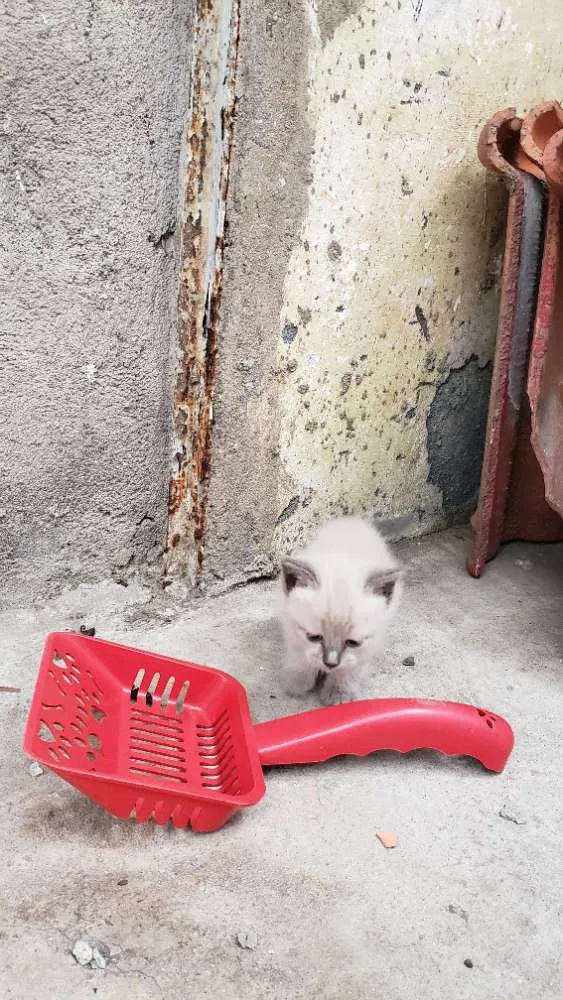 Gato ra a Sem raça definida  idade Abaixo de 2 meses nome Sem nome