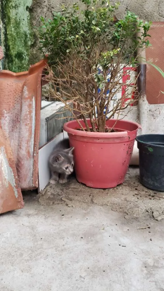 Gato ra a Sem raça definida  idade Abaixo de 2 meses nome Sem nome