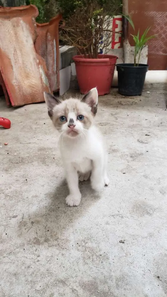 Gato ra a Sem raça definida  idade Abaixo de 2 meses nome Sem nome