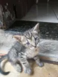 Tigre chinês