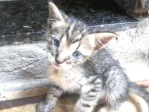 Gato raça Mista idade 2 a 6 meses nome Tigre chinês