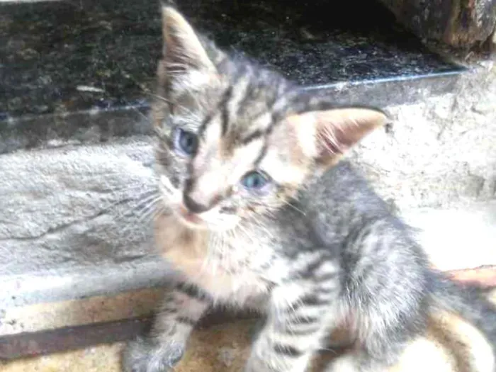 Gato ra a Mista idade 2 a 6 meses nome Tigre chinês