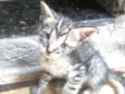 Tigre chinês