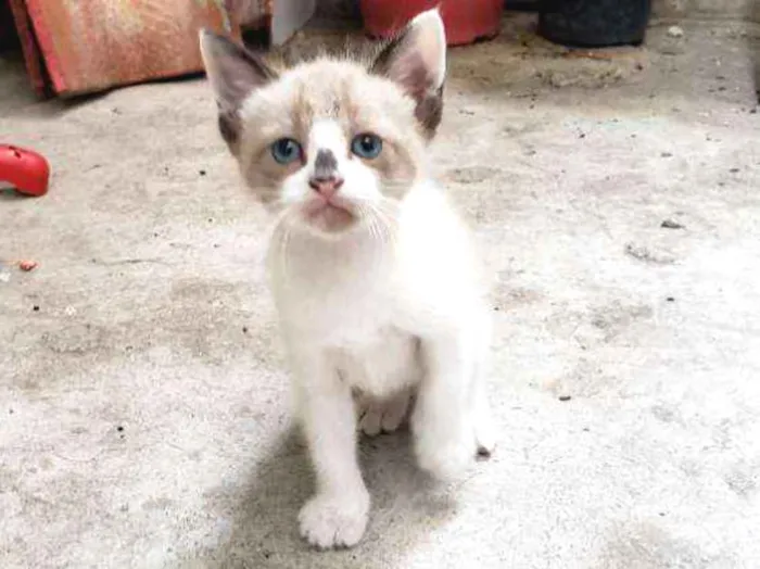 Gato ra a Sem raça definida  idade Abaixo de 2 meses nome Sem nome
