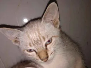 Gato raça  idade  nome Doriam 
