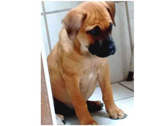 Cachorro ra a American com rottweiler (mãe) idade 2 a 6 meses nome Pitty