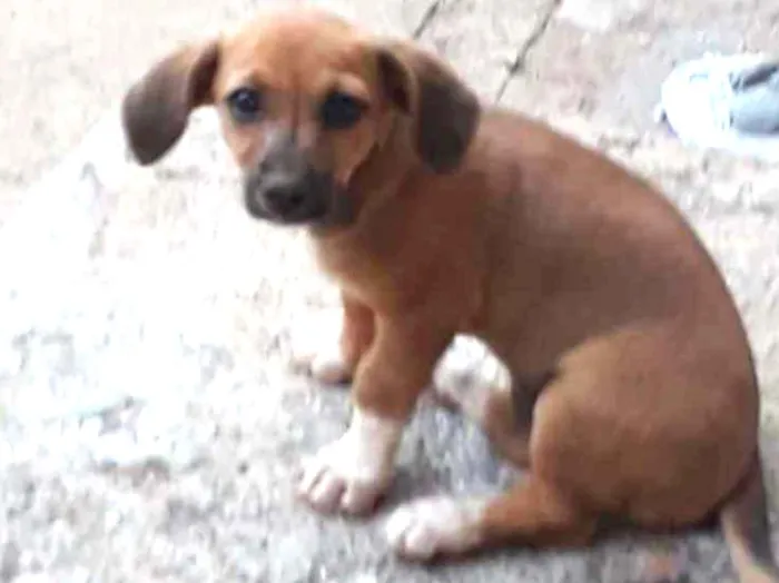 Cachorro ra a Vira-lata idade 2 a 6 meses nome Nick