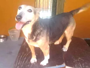 Cachorro raça SRD idade 5 anos nome Brenda