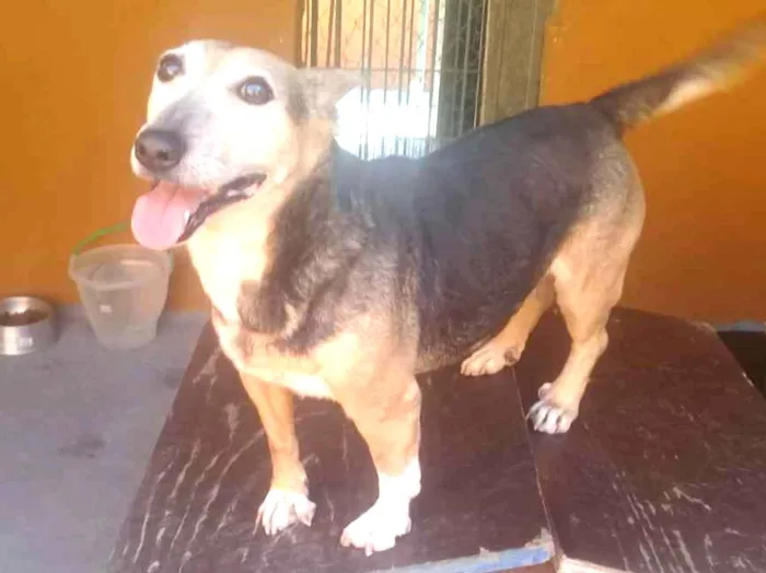 Cachorro ra a SRD idade 5 anos nome Brenda