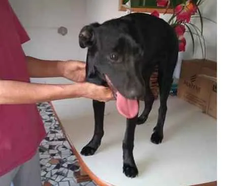 Cachorro ra a SRD idade 7 a 11 meses nome Princesa