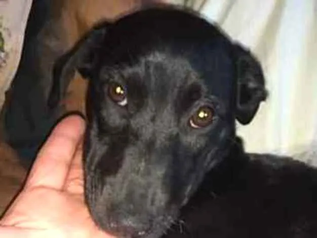 Cachorro ra a SRD idade 7 a 11 meses nome Princesa