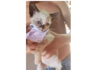 Gato raça SRD idade 2 a 6 meses nome Eva 