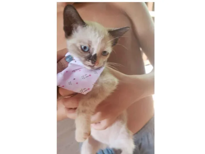 Gato ra a SRD idade 2 a 6 meses nome Eva 