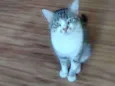 Mia