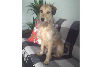 Cachorro raça SRD idade 2 anos nome Mel