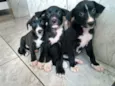 Pretinhas lindas