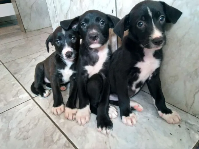 Cachorro raça Vira lata idade Abaixo de 2 meses nome Pretinhas lindas