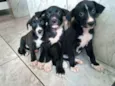 Pretinhas lindas