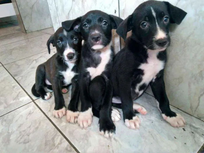 Cachorro raça Vira lata idade Abaixo de 2 meses nome Pretinhas lindas