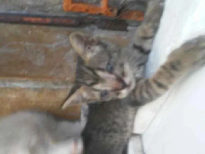 Gato ra a Mista idade 2 a 6 meses nome Tigre chinês