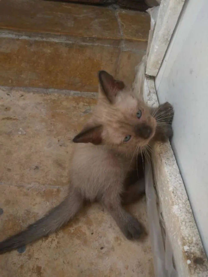 Gato ra a Siamês idade 2 a 6 meses nome Donald Trump