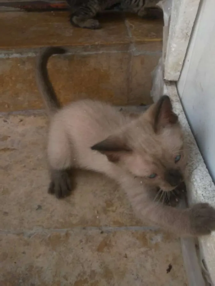 Gato ra a Siamês idade 2 a 6 meses nome Donald Trump