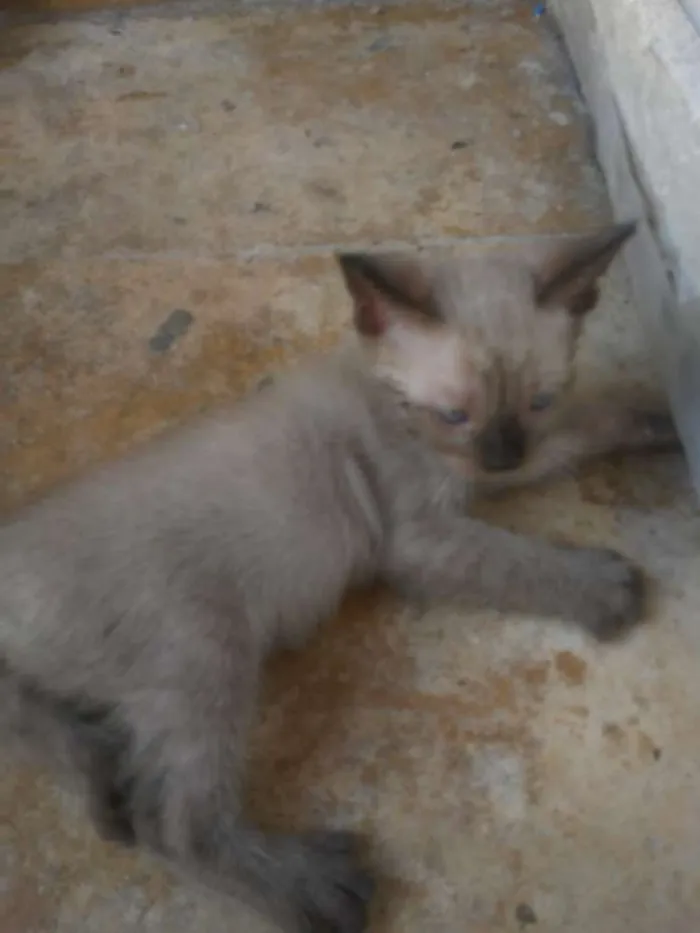 Gato ra a Siamês idade 2 a 6 meses nome Donald Trump