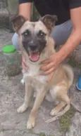 Apolo