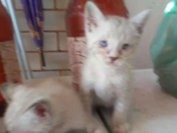 Gato ra a Siamês claro idade 2 a 6 meses nome Capitã Marvel