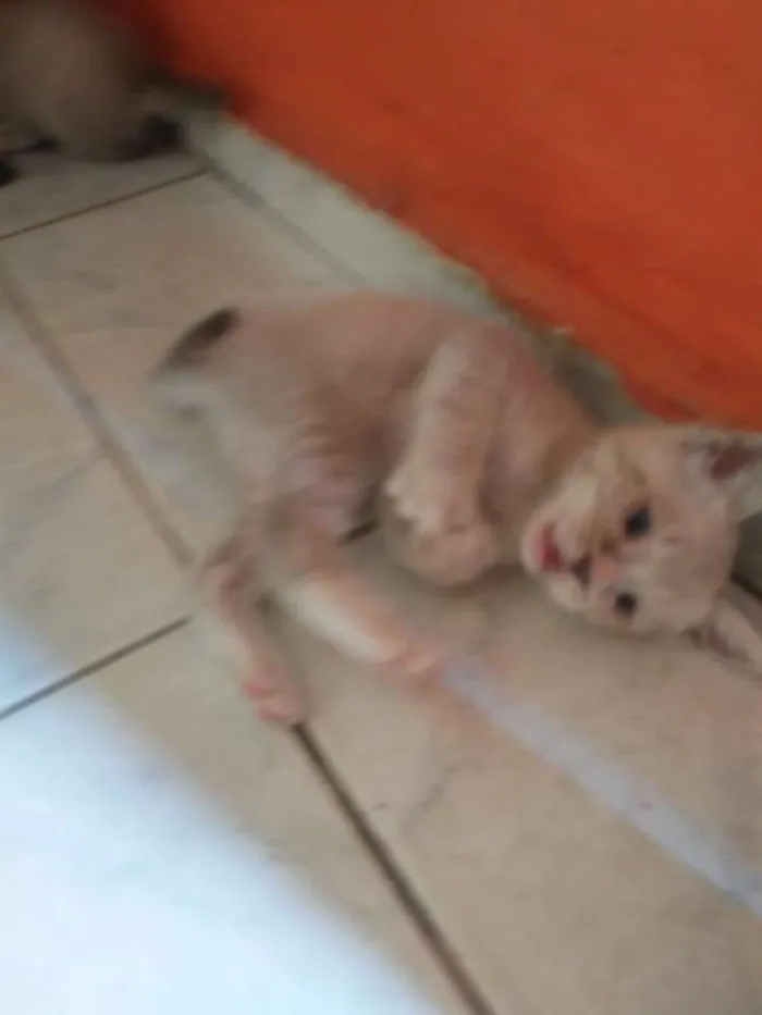 Gato ra a Siamês claro idade 2 a 6 meses nome Capitã Marvel