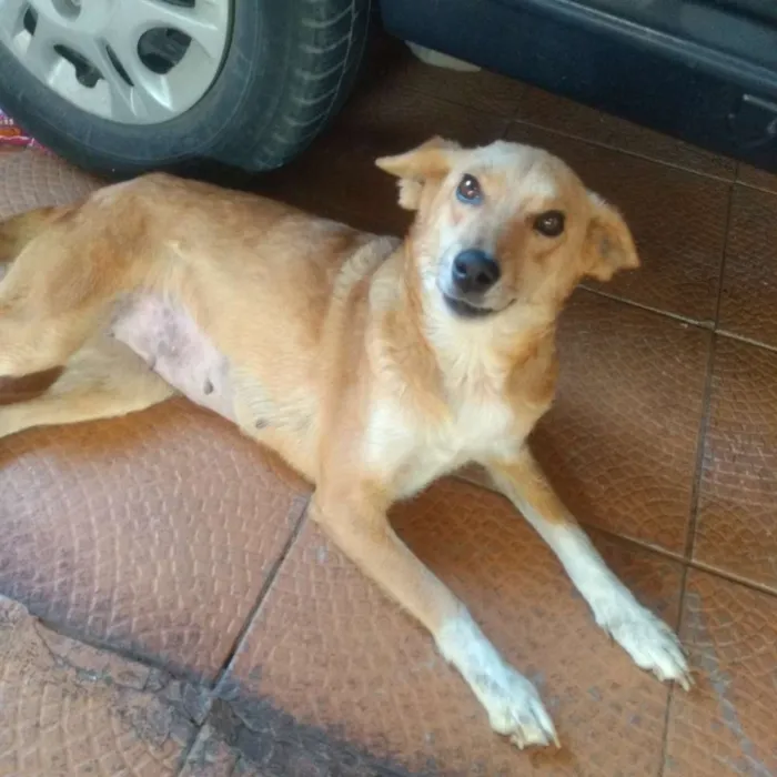 Cachorro ra a  idade 2 anos nome Mel