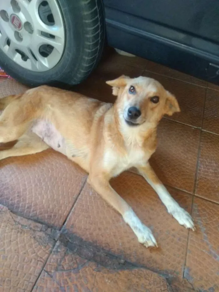 Cachorro ra a  idade 2 anos nome Mel