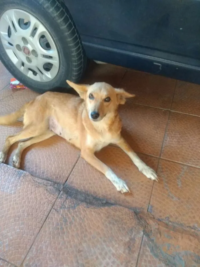 Cachorro ra a  idade 2 anos nome Mel