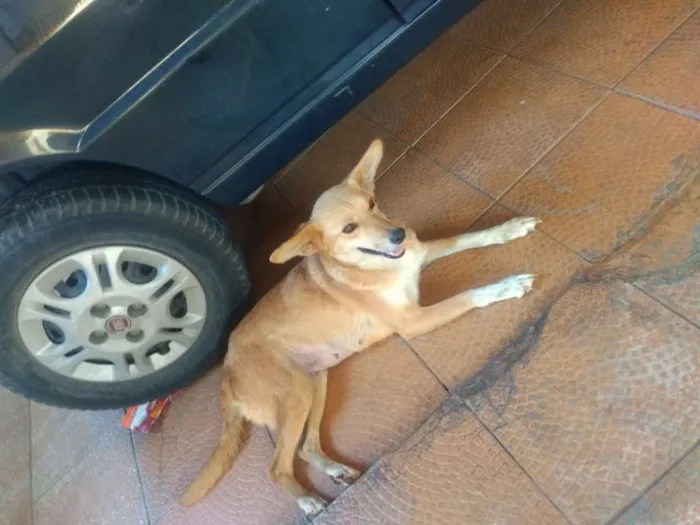 Cachorro ra a  idade 2 anos nome Mel