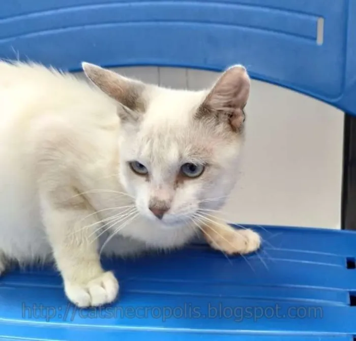Gato ra a srd idade 2 a 6 meses nome Ferrero